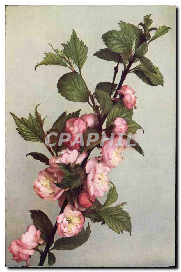 CPA Fantaisie Fleurs 