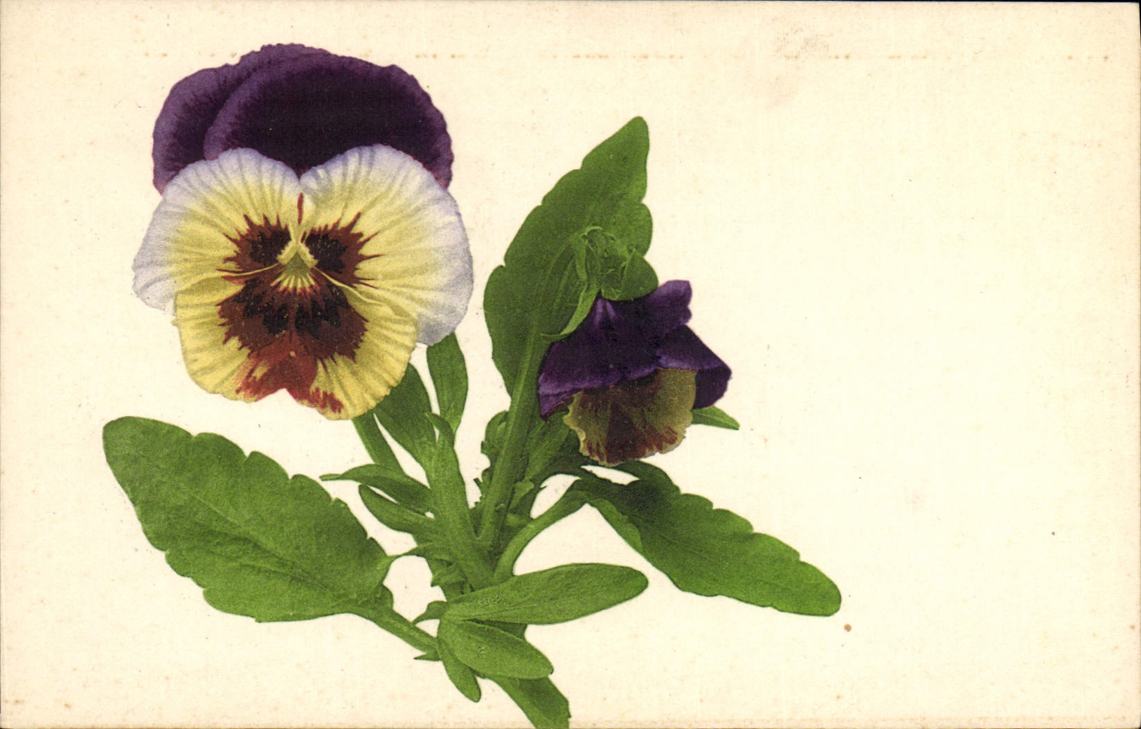 CPA Fantaisie Fleurs 