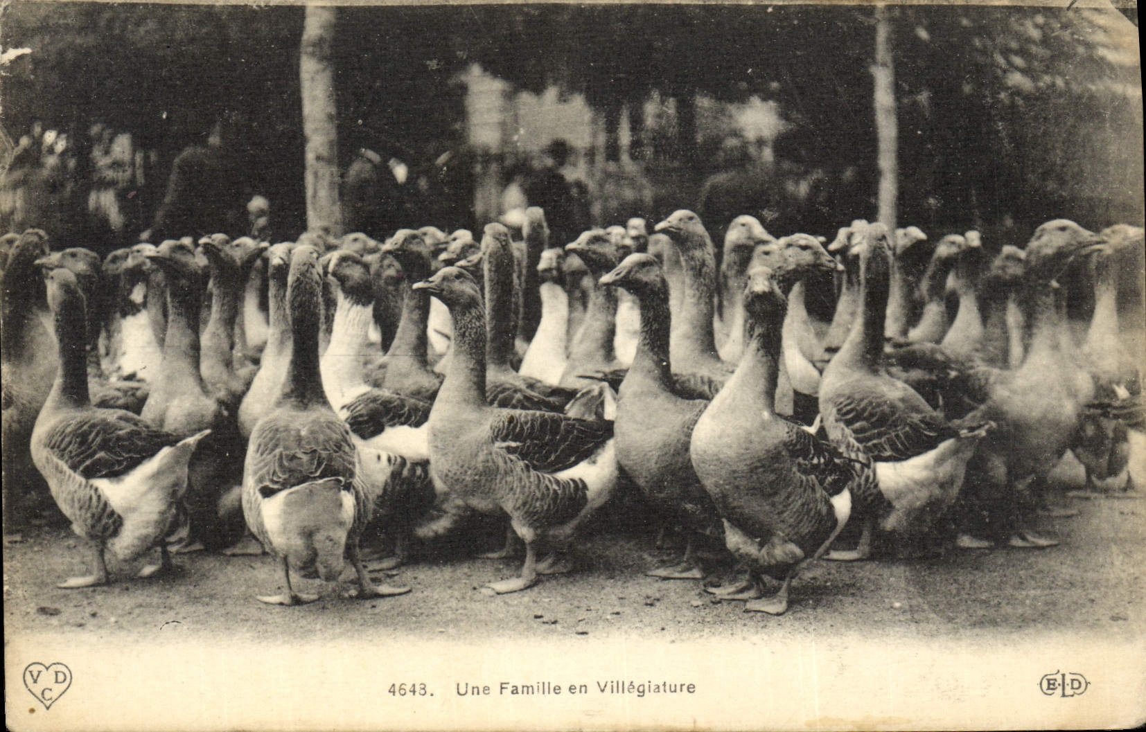 Une Famille en Villégiature — 4643 — E. D. (Éditeur)