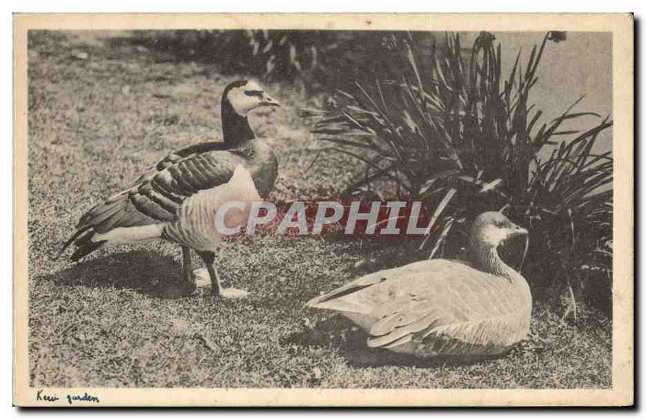 CPA Oiseaux Royal botanic Gardens Kew Bernacle Goose Snow Goose