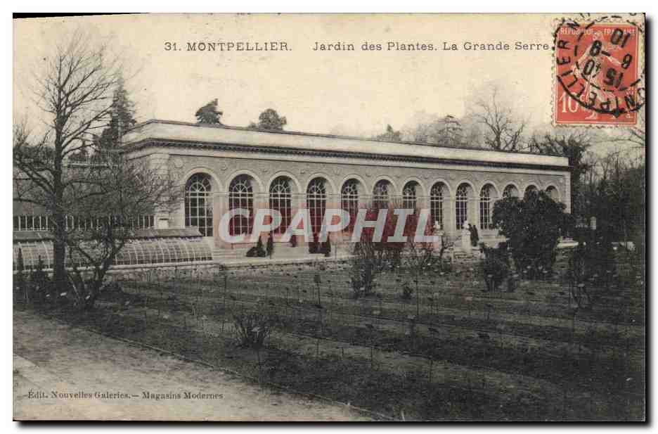 CPA Fleurs Montpellier Jardin des plantes La grande serre