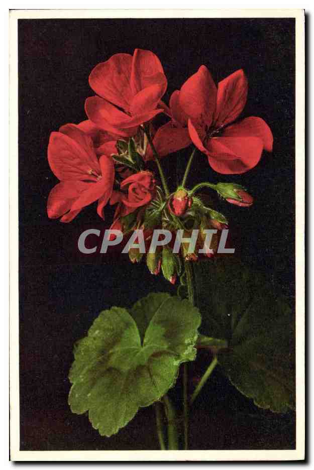 CPA Fleurs Geranium