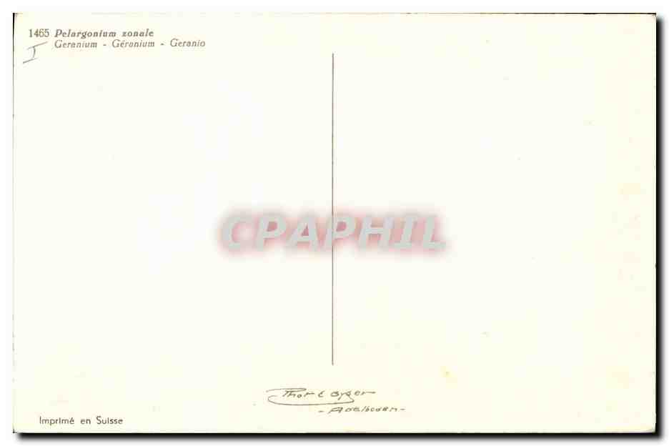 CPA Fleurs Geranium — Verso