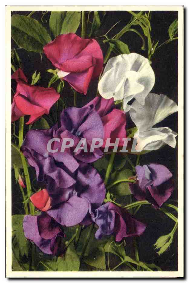 CPA Fleurs Pois de senteur