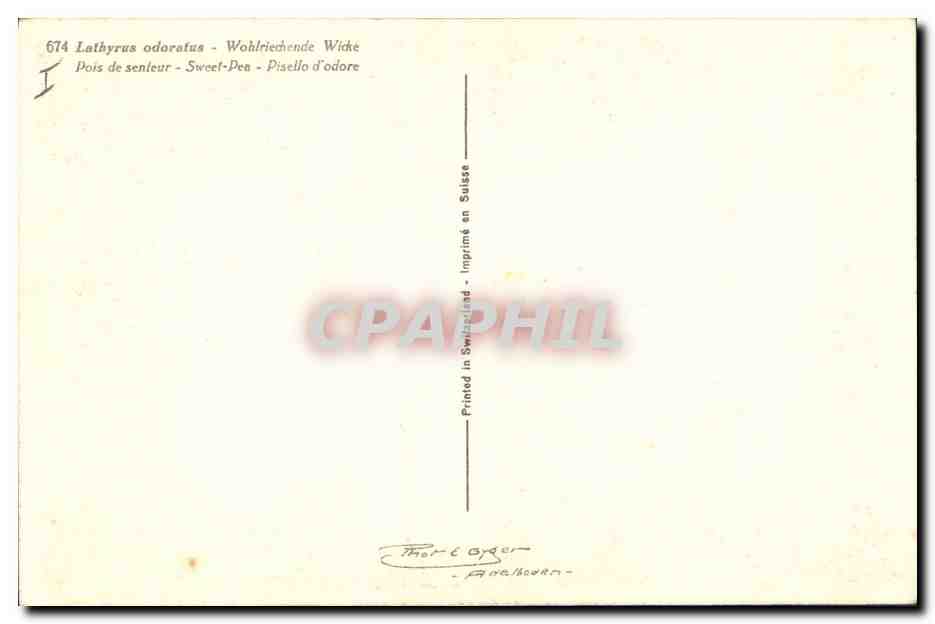 CPA Fleurs Pois de senteur — Verso