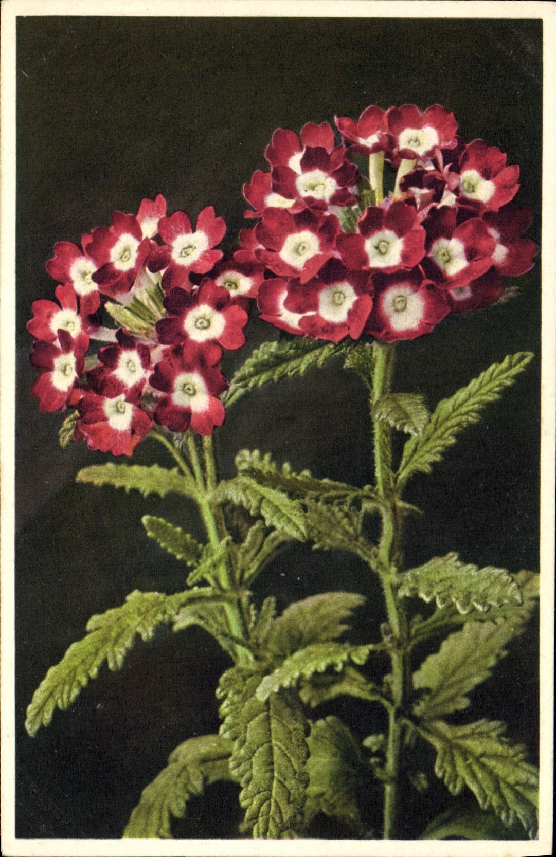 CPA Fleurs Verveines des jardins