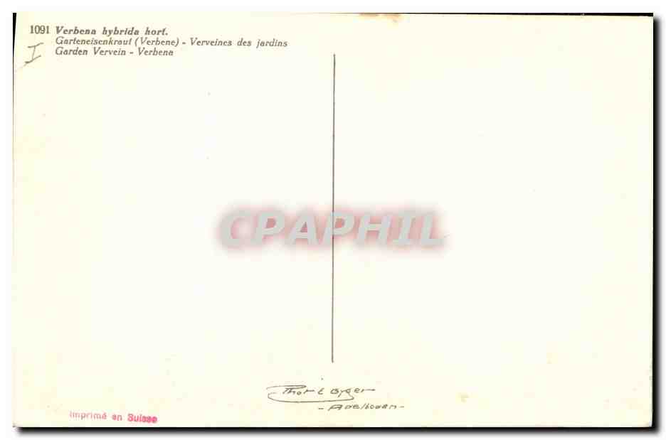 CPA Fleurs Verveines des jardins — Verso
