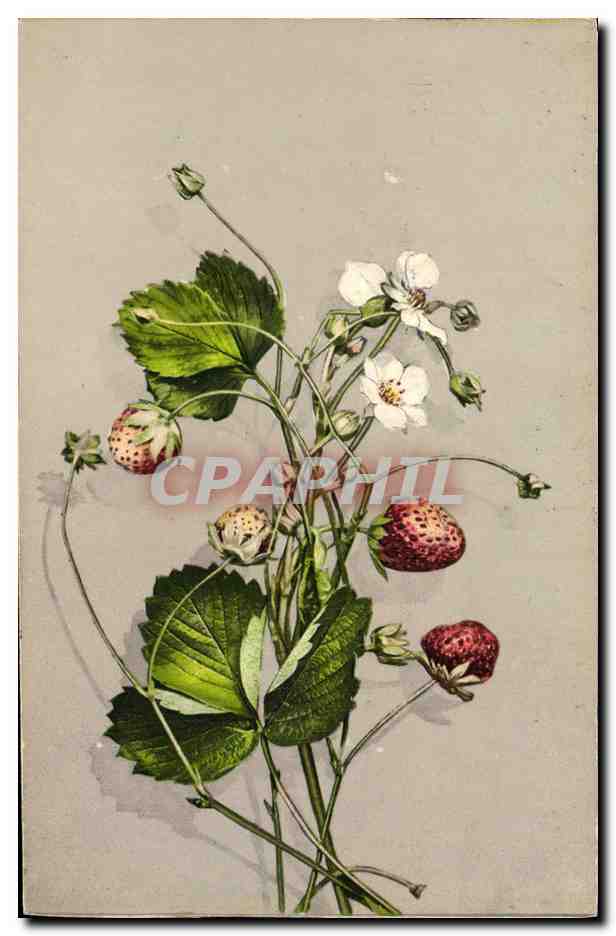 CPA Fleurs 