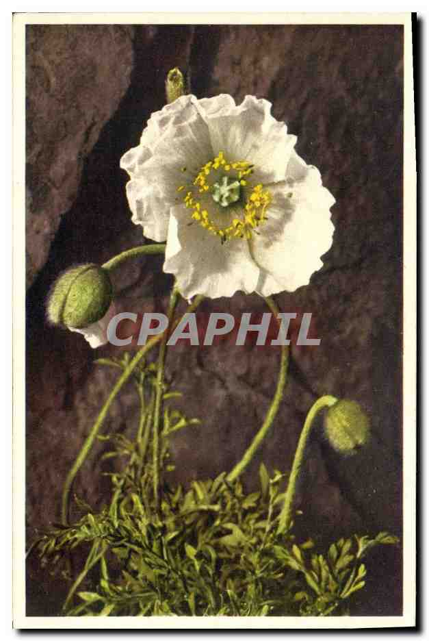 CPA Fleurs Alpine Poppy