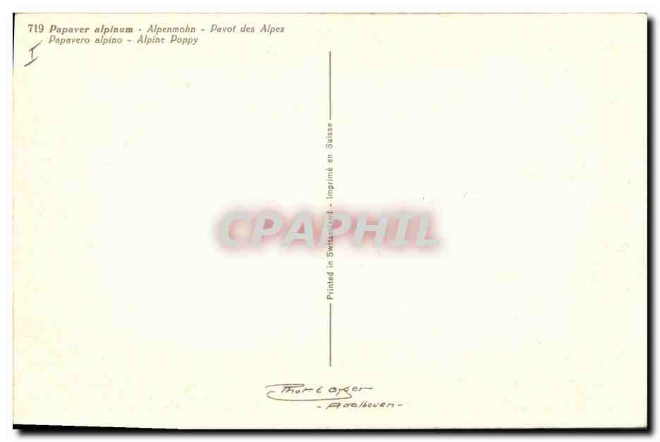 CPA Fleurs Alpine Poppy — Verso