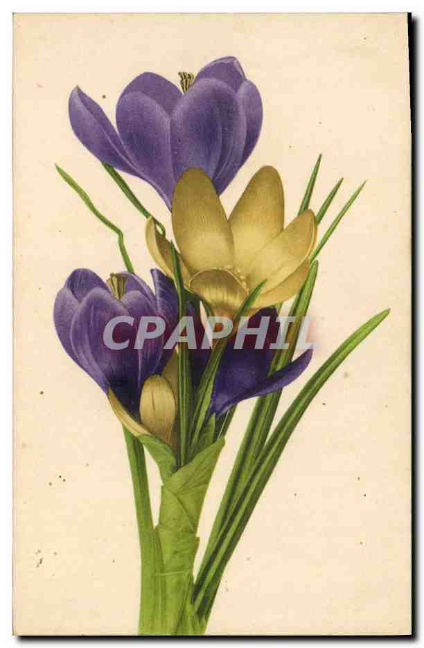 CPA Fleurs 