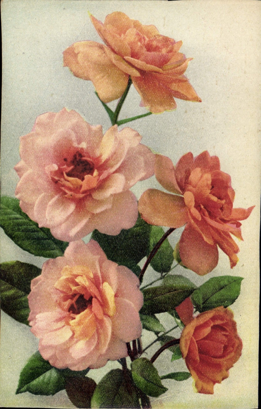 CPA Fleurs 