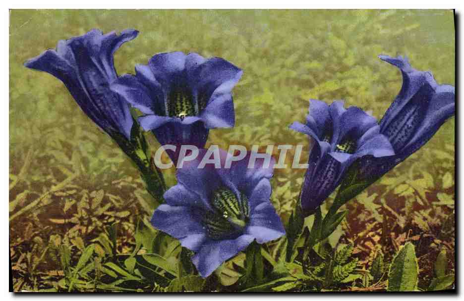 CPA Fantaisie Fleurs 