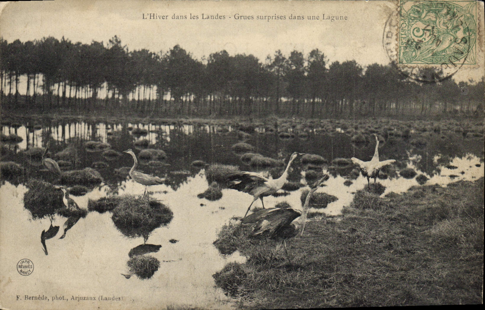 L'Hiver dans les Landes - Grues surprises dans une Lagune — F. Bernède, phot. Arjuzanx (Landes)