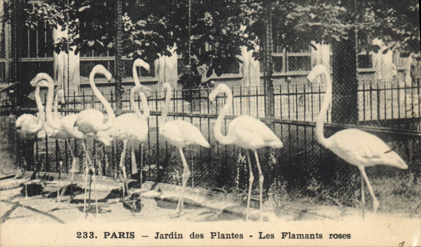PARIS — Jardin des Plantes — Les Flamants roses