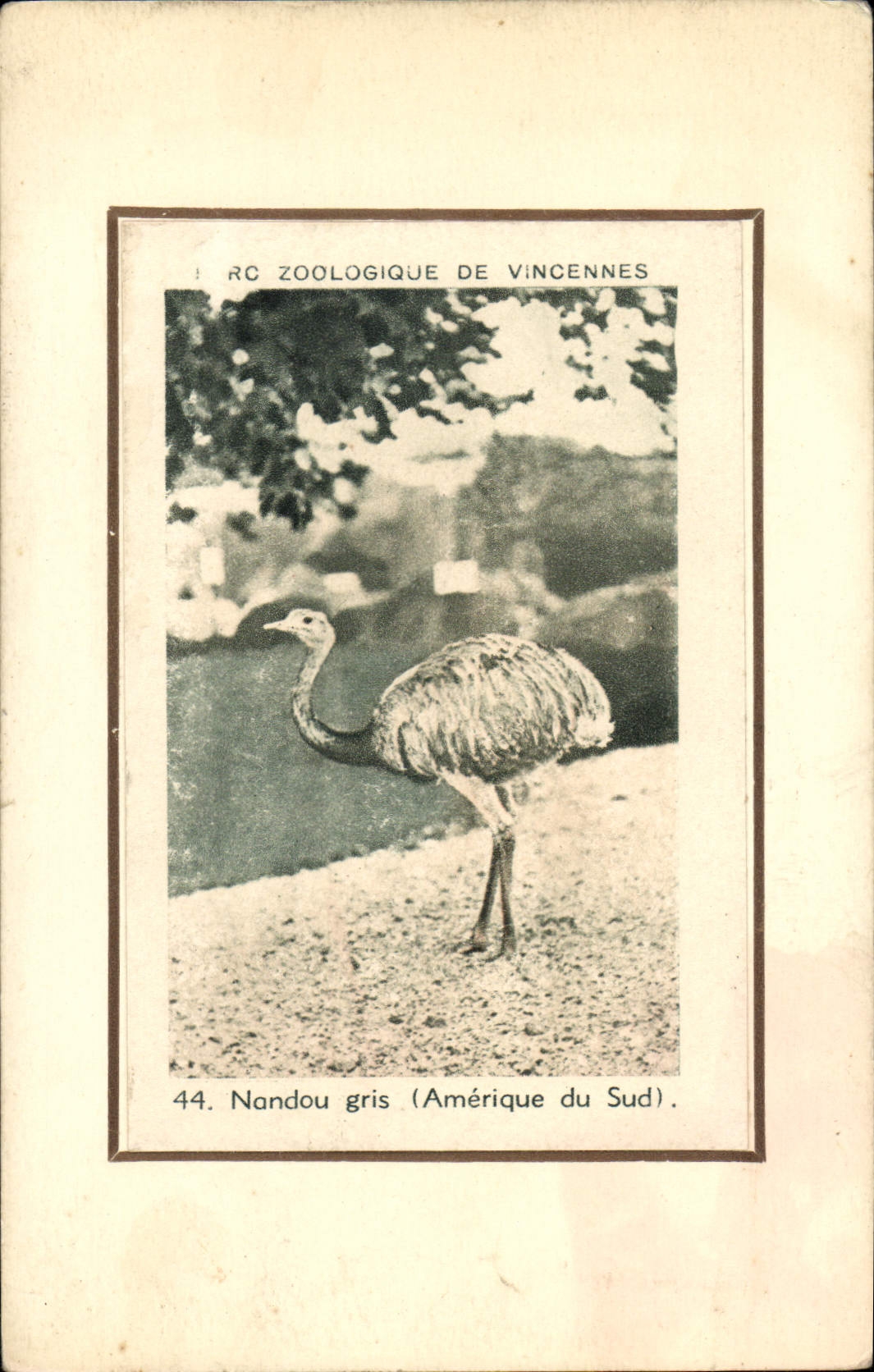 CPA Parc zoologique de Vincennes Nandou gris Amerique du sud 