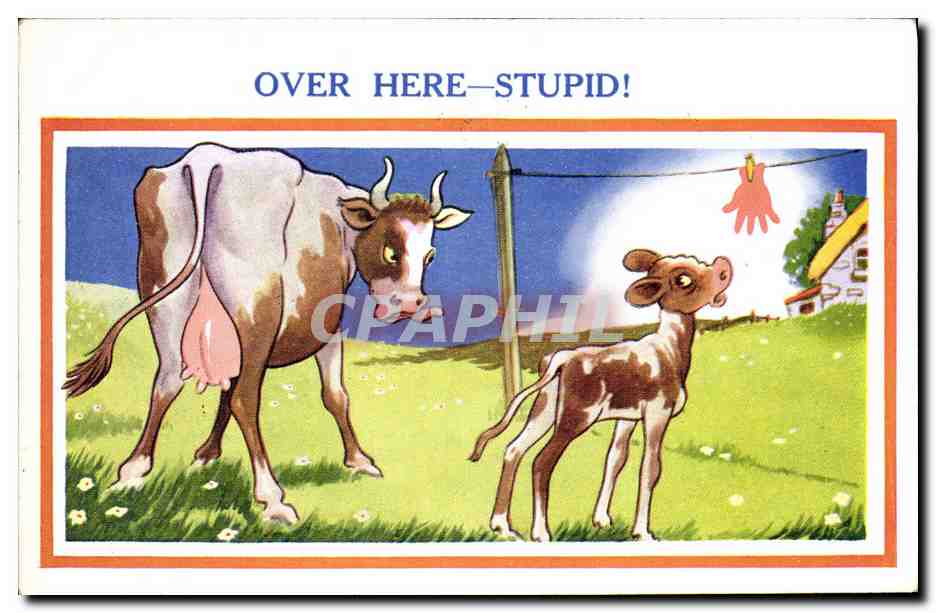 CPA Fantaisie Illustrateur Vache Veau Over here Stupid ! 