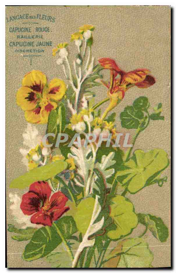 CPA Fantaisie Fleurs Capucine Rouge Jaune