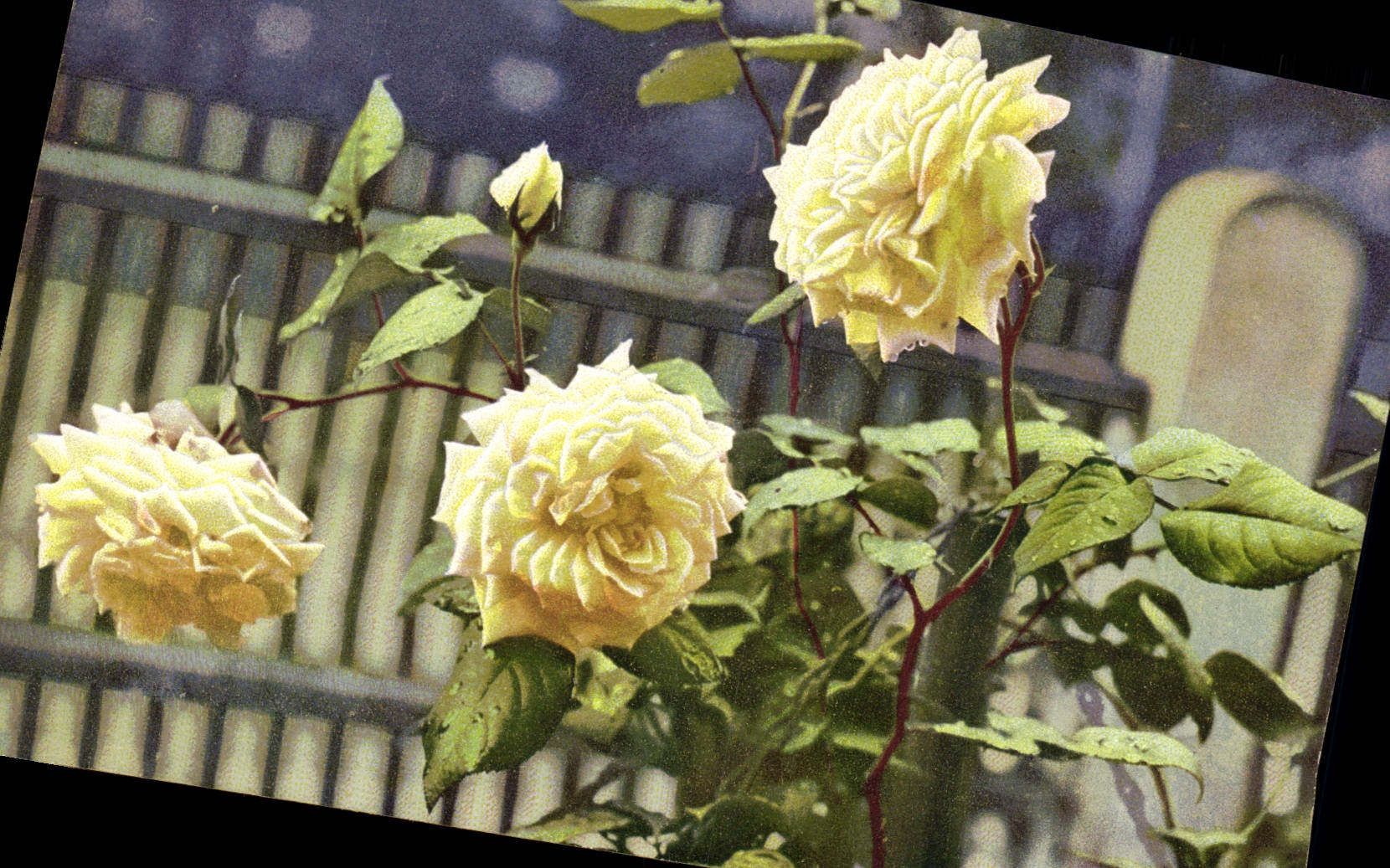 CPA Fantaisie Fleurs 