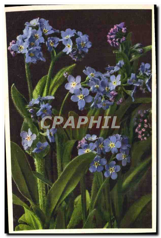 CPA Fantaisie Fleurs 