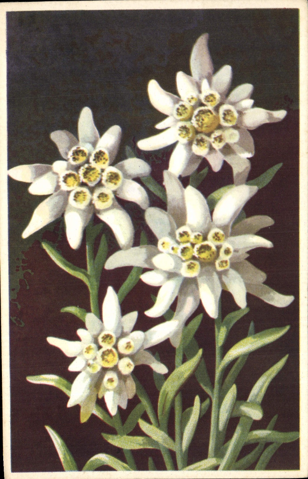 CPA Fantaisie Fleurs Etoile des glaciers Edelweiss