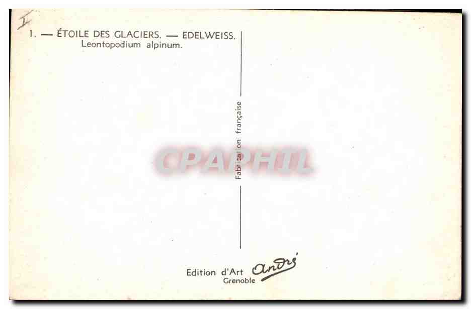 CPA Fantaisie Fleurs Etoile des glaciers Edelweiss — Verso
