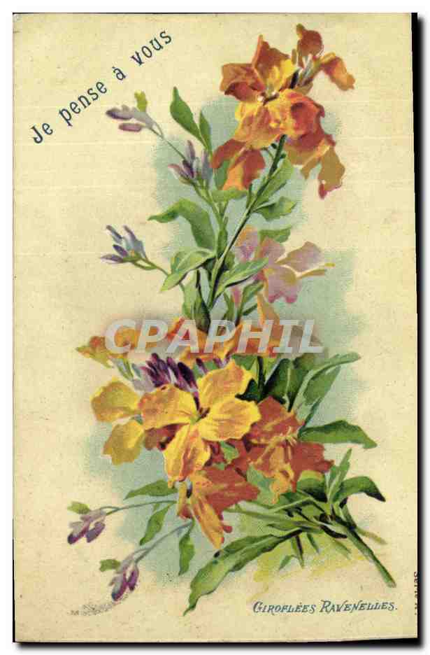 CPA Fantaisie Fleurs Giroflees ravenelles