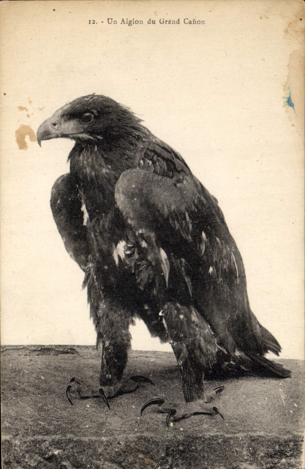 CPA Un aiglon du Grand Canon Rapace 
