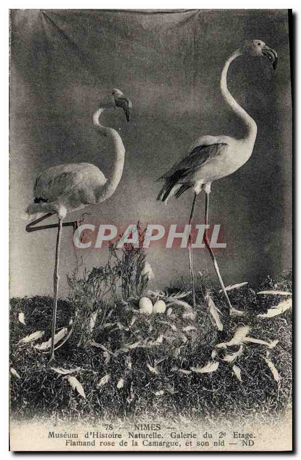 CPA Nimes Museum d'Histoire Naturelle Galerie du 2eme etage Flamand rose de Camargue et son nid 