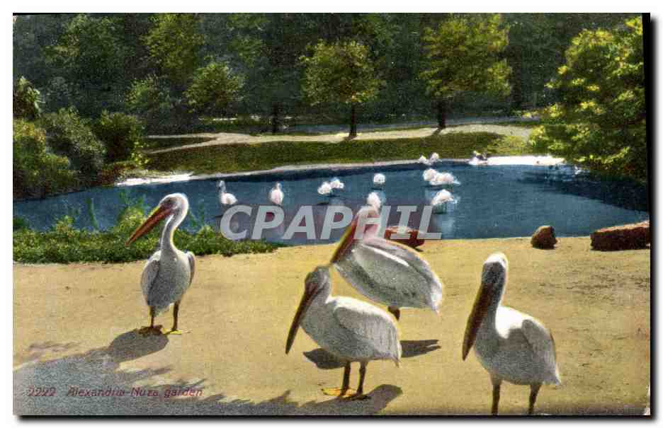 CPA Alexandria Le jardin Nuza Egypte Egypt 