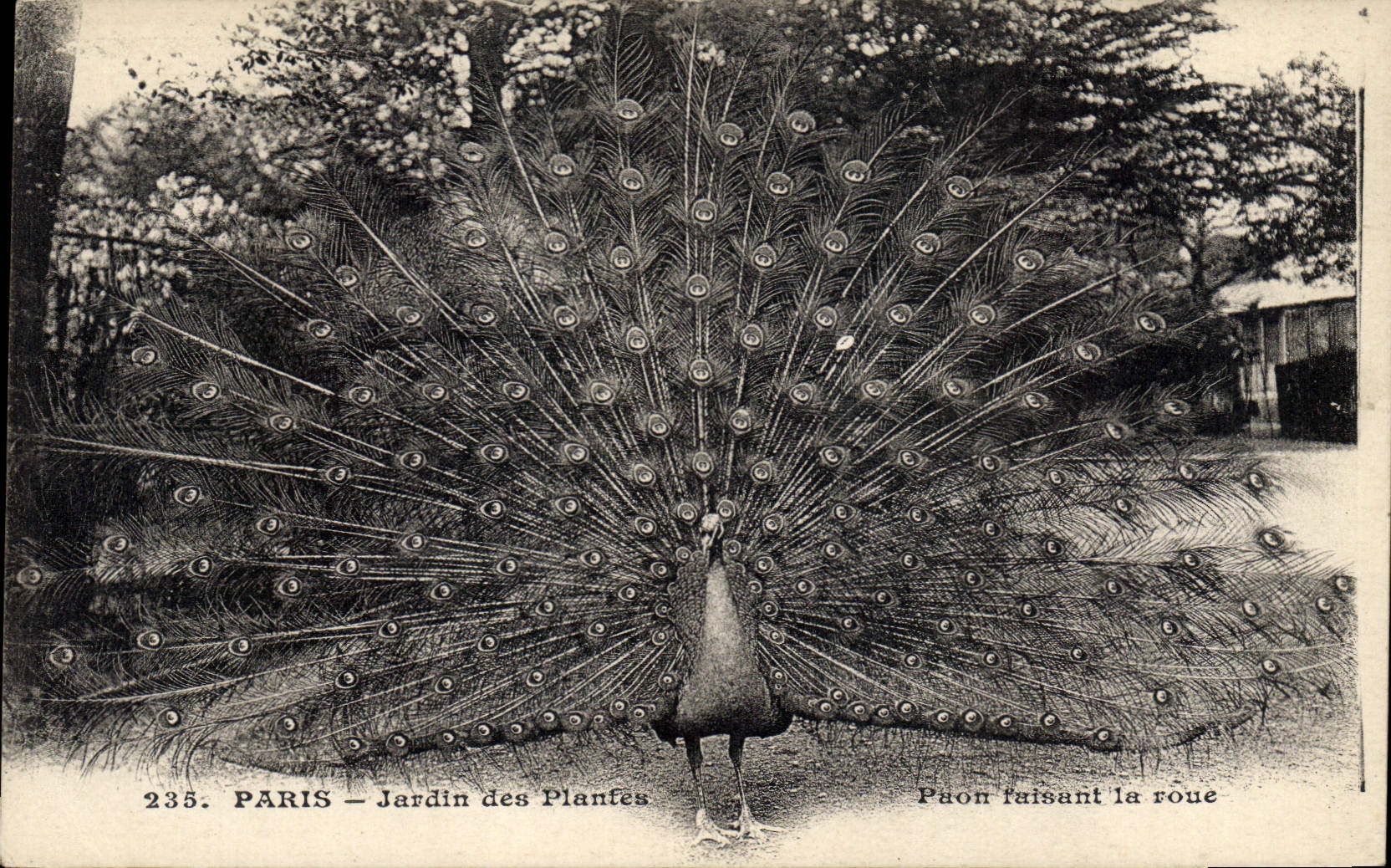 Paris - Jardin des Plantes — Paon faisant la roue — série 235
