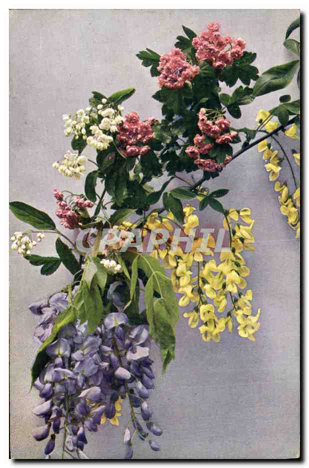 CPA Fantaisie Fleurs Cytisus Laburnum
