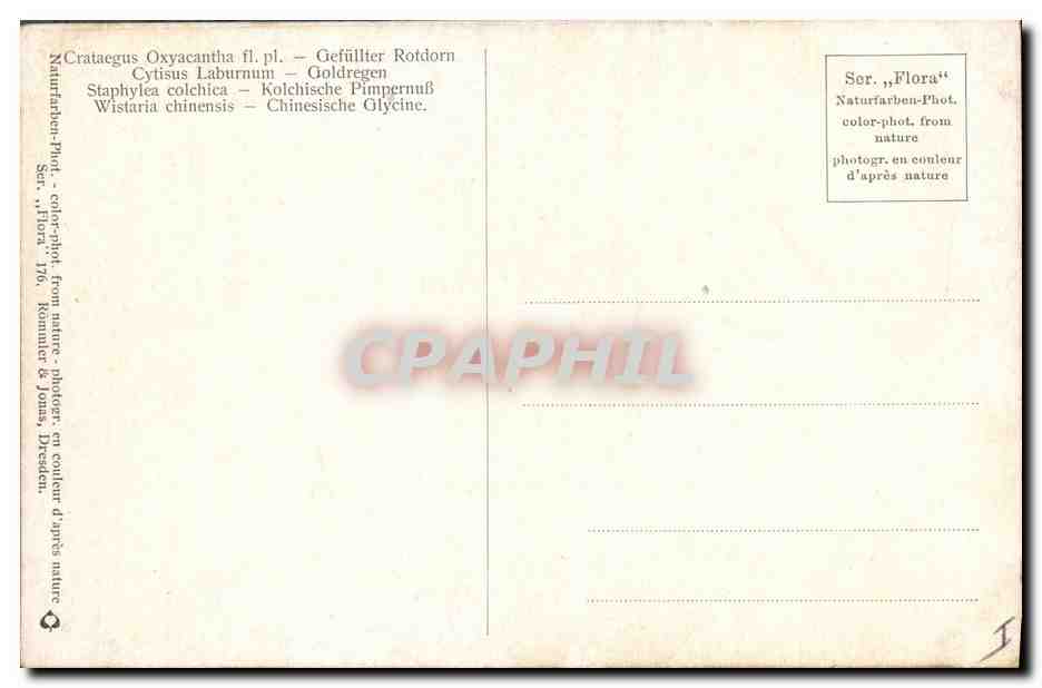 CPA Fantaisie Fleurs Cytisus Laburnum — Verso