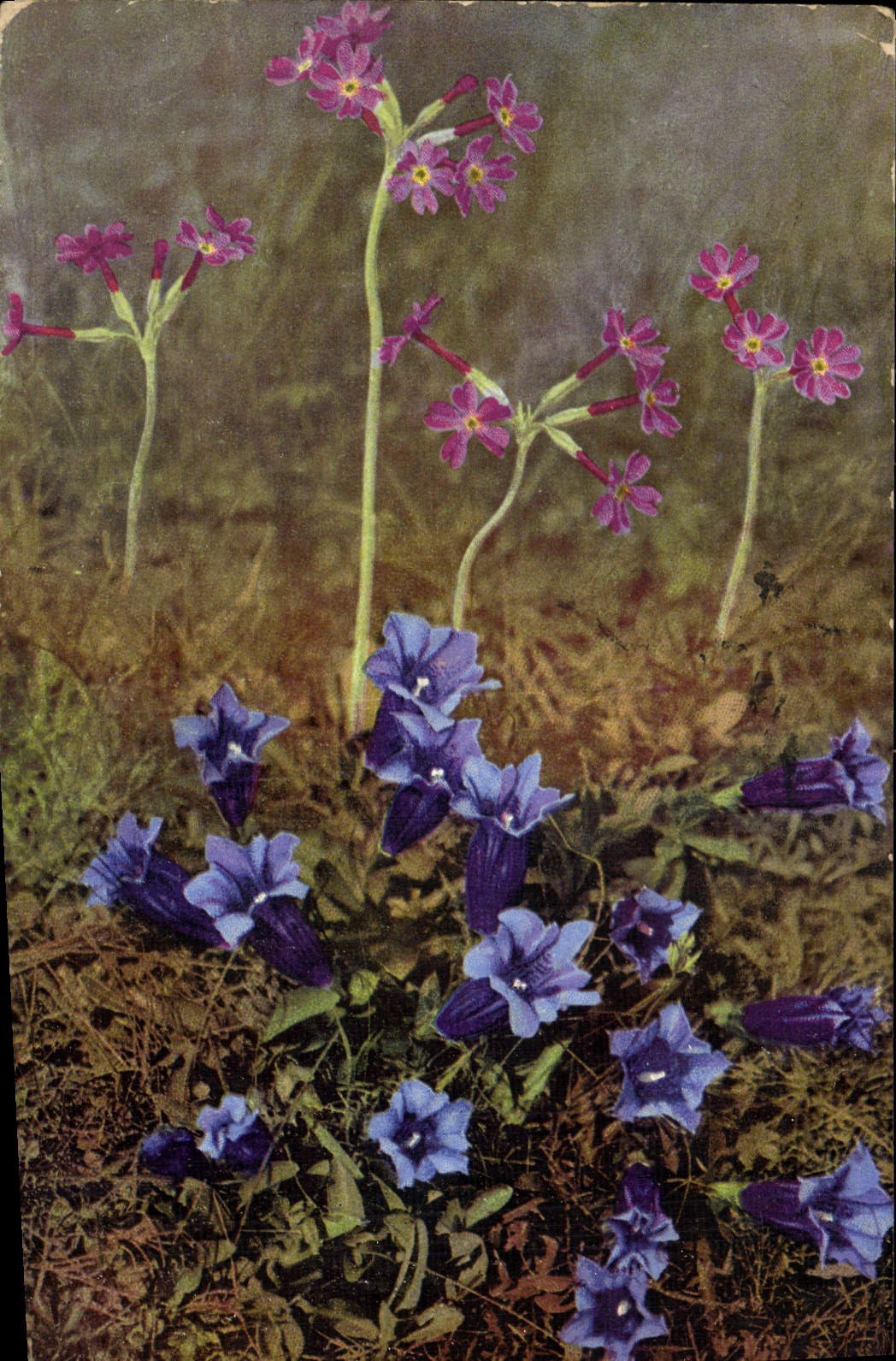 CPA Fantaisie Fleurs Gentiana acaulis Primula longiflora