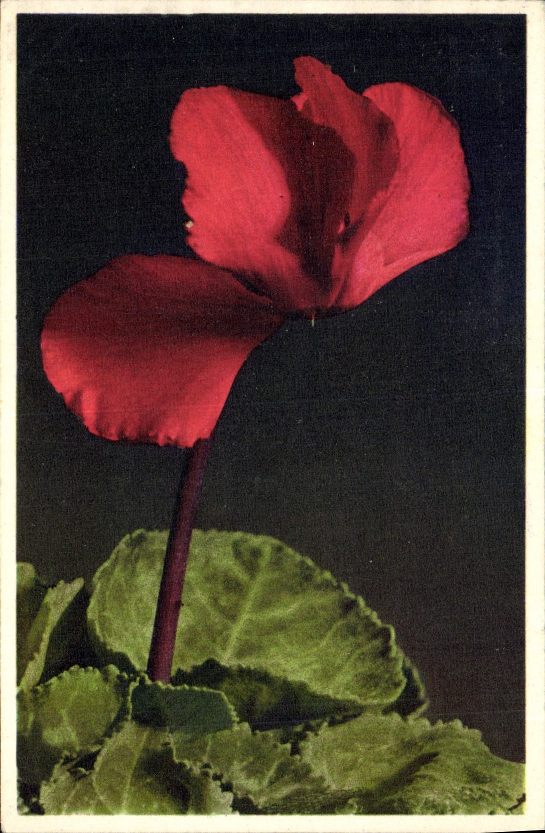 CPA Fantaisie Fleurs Cyclamen 