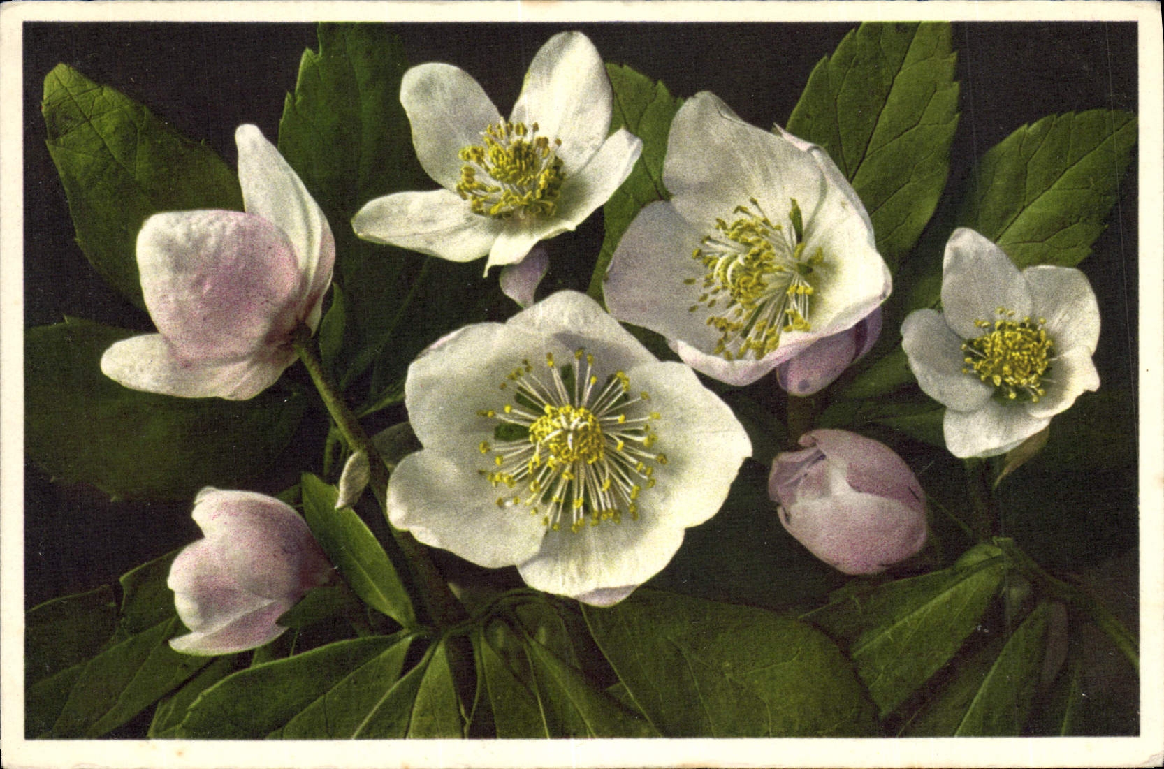 CPA Fantaisie Fleurs Hellebor Rose de noel