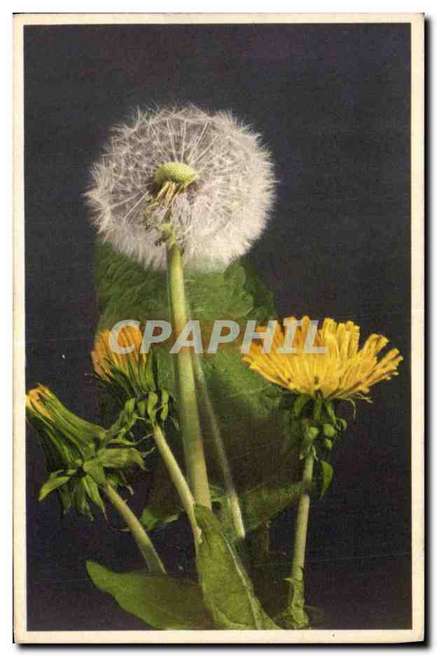 CPA Fantaisie Fleurs Dent de lion