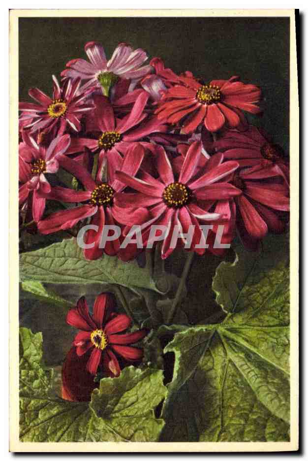 CPA Fantaisie Fleurs Cineraria hybrida hort