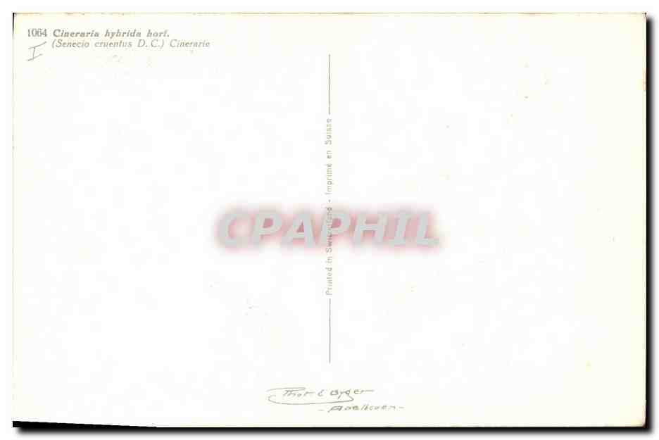 CPA Fantaisie Fleurs Cineraria hybrida hort — Verso