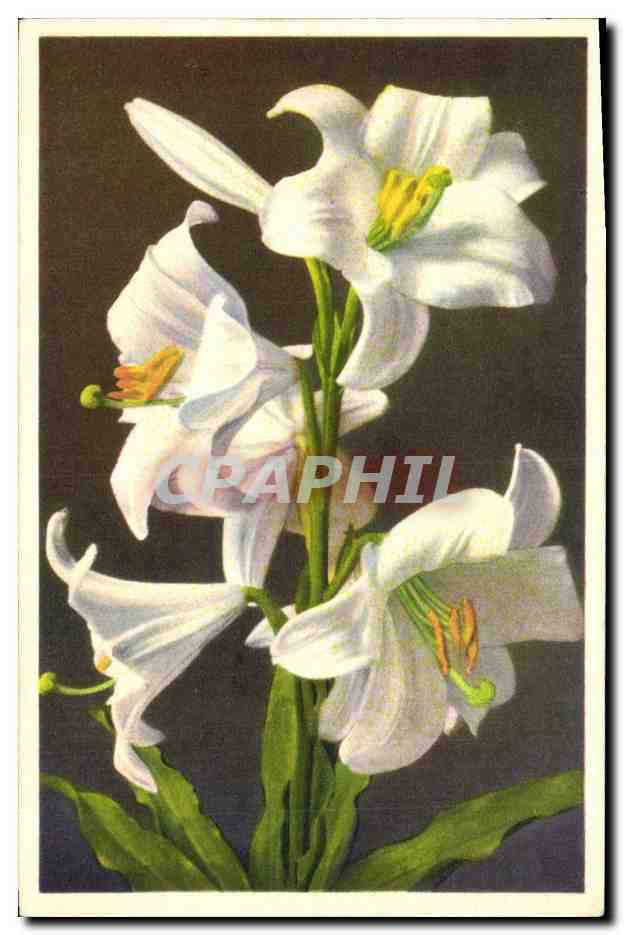 CPA Fantaisie Fleurs Lis blanc