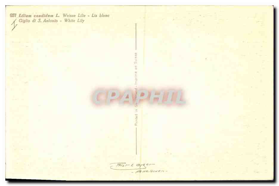 CPA Fantaisie Fleurs Lis blanc — Verso