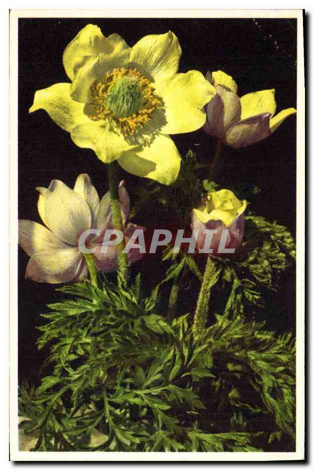 CPA Fantaisie Fleurs Anemone soufree