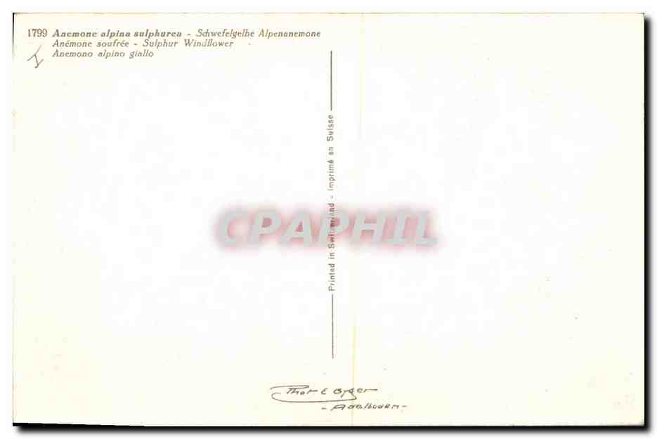 CPA Fantaisie Fleurs Anemone soufree — Rückseite