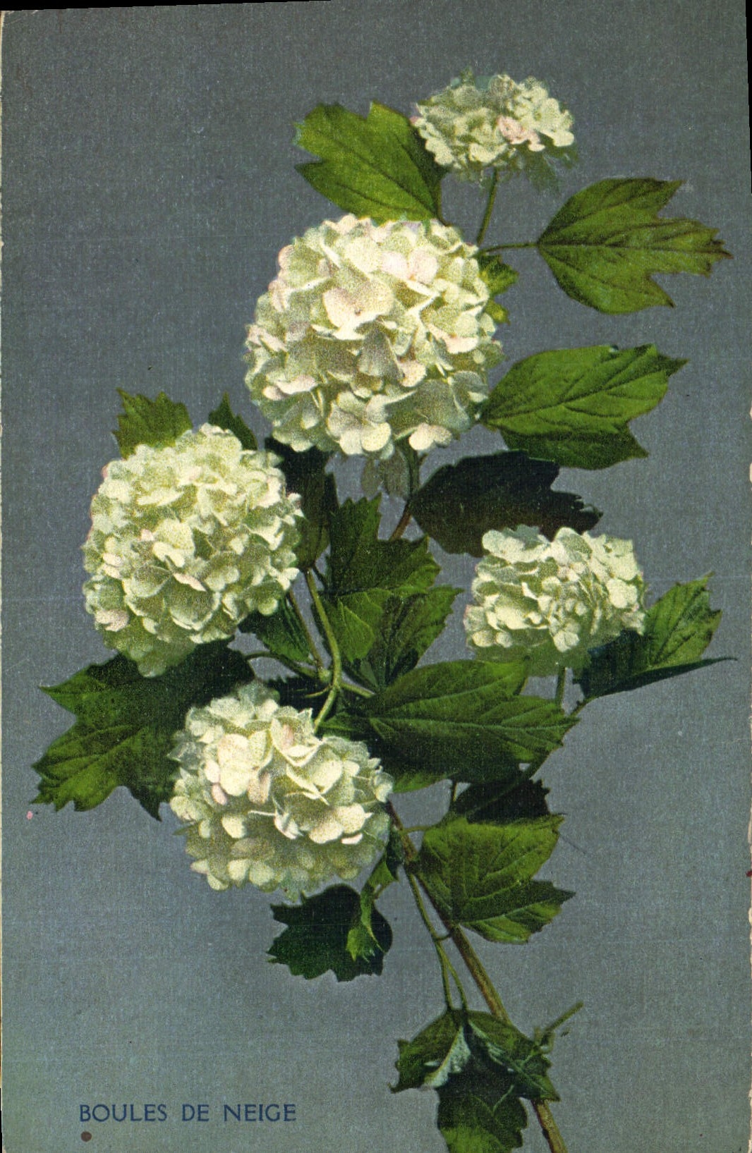 CPA Fantaisie Fleurs Boules de neige