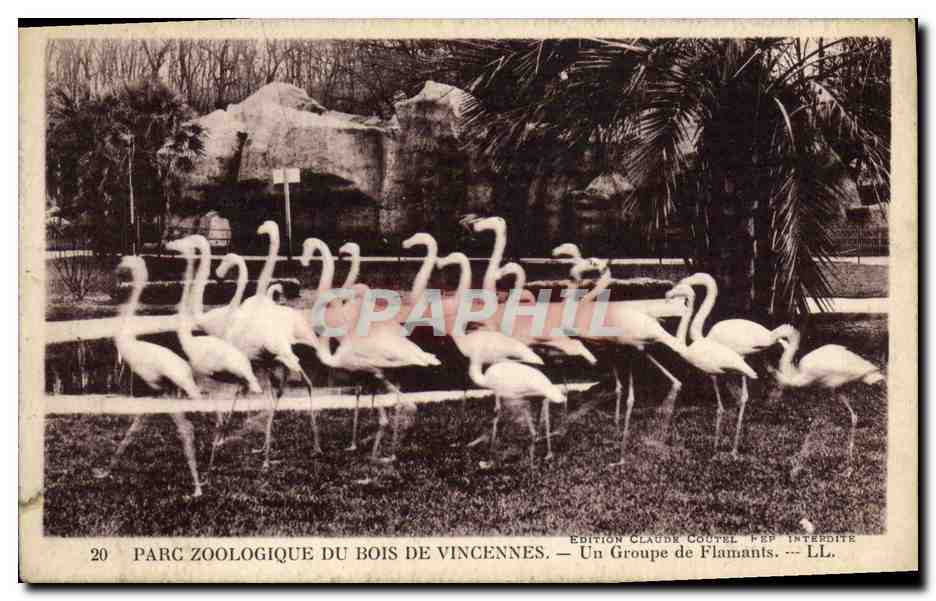 CPA Paris Parx zoologique du Bois de Vincennes Un groupe de flamants Zoo 