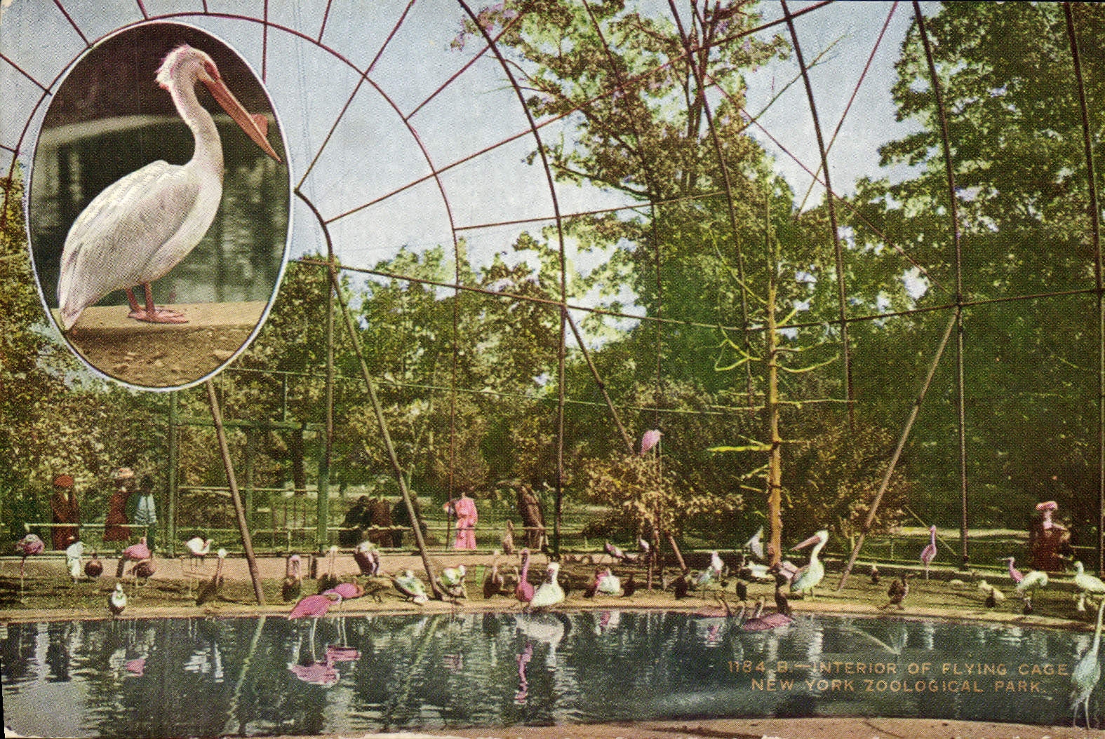 CPA Interior of flying cage New York Zoological Park Zoo Pelican 