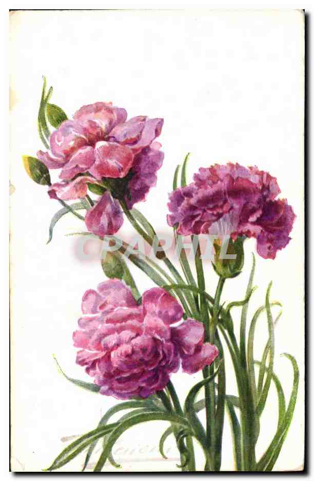 CPA Fantaisie Fleurs Oeillet Rose 