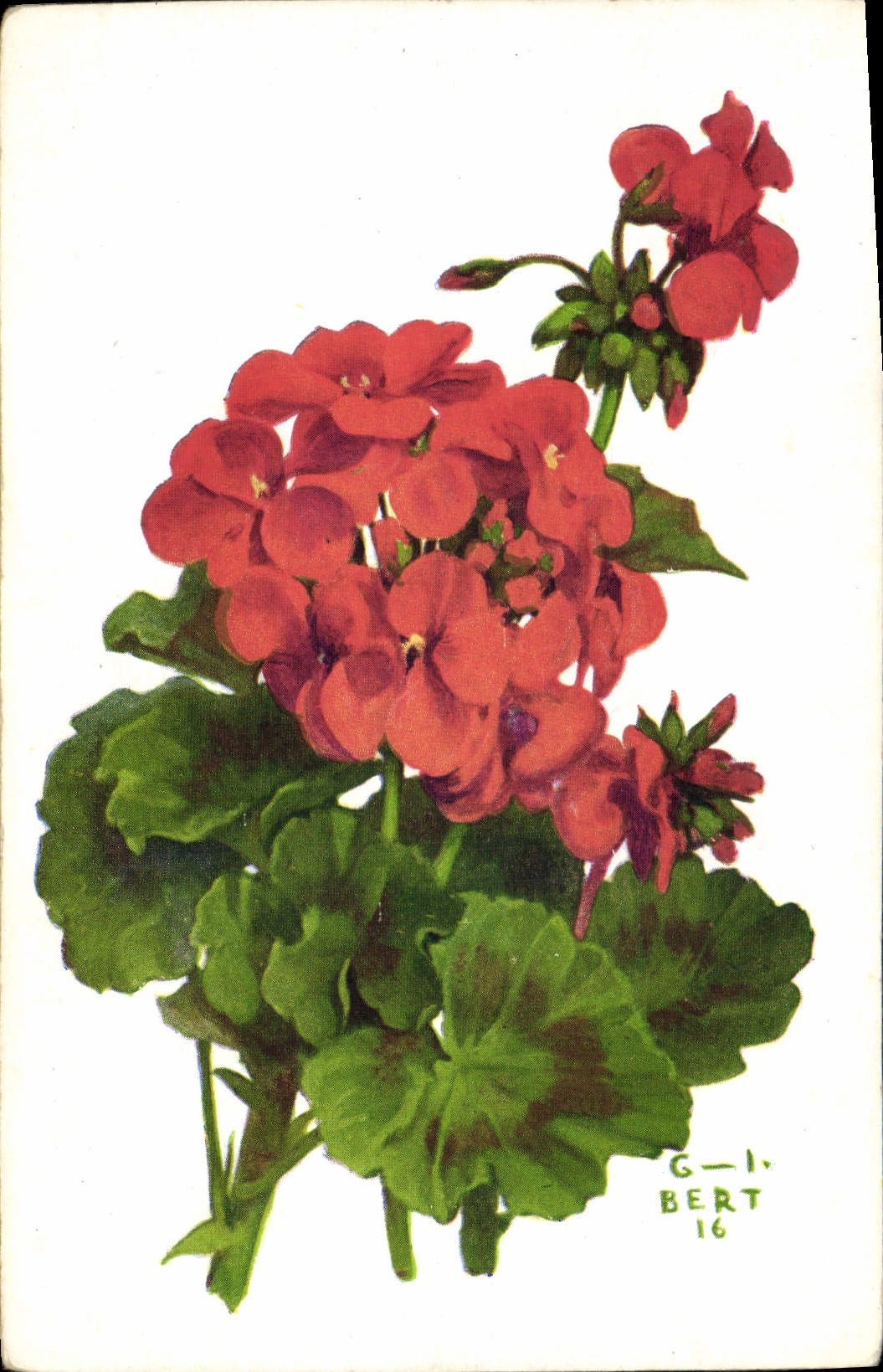 CPA Fantaisie Fleurs Geranium