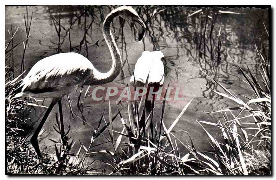 CPM Flamants roses aux Saintes Maries de la Mer 