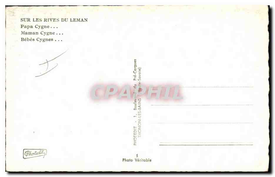 CPM Sur les rives du Leman Papa Cygne Maman Bebes  — Rückseite